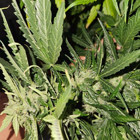 Mix de semillas Poison Seeds growlog timeline photo
