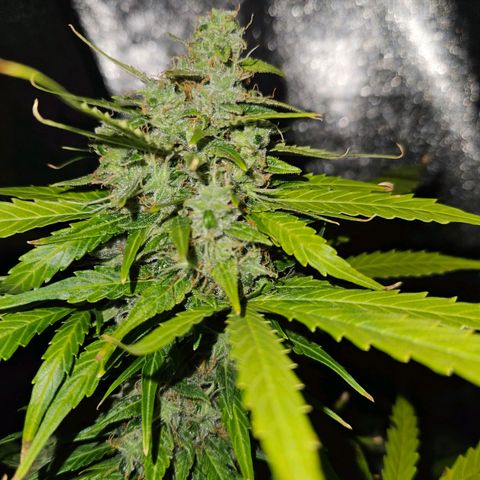 Mix de semillas Poison Seeds growlog timeline photo