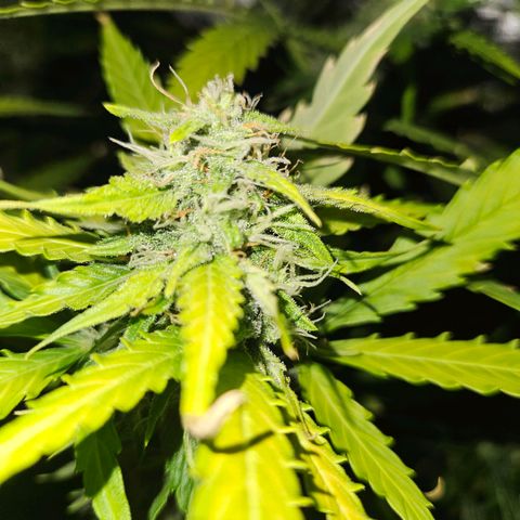 Mix de semillas Poison Seeds growlog timeline photo