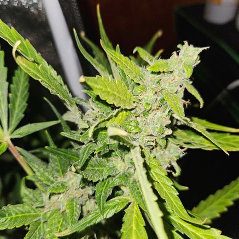 Mix de semillas Poison Seeds growlog timeline photo