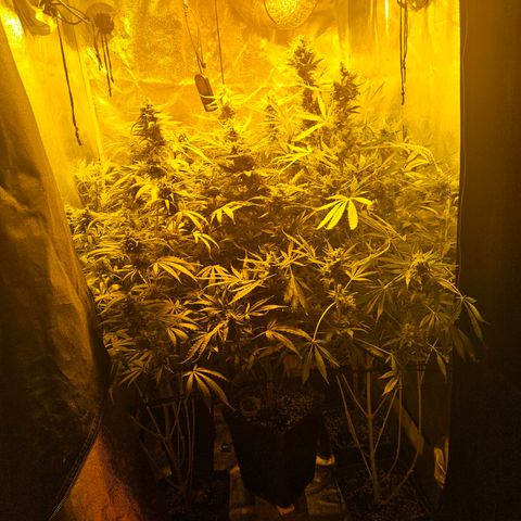 Mix de semillas Poison Seeds growlog photo: Riego 1.5 lts solo agua