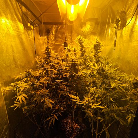 Mix de semillas Poison Seeds growlog timeline photo