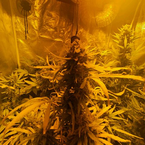 Mix de semillas Poison Seeds growlog timeline photo