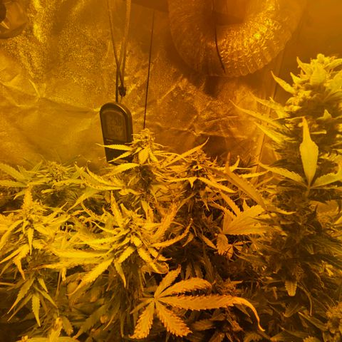 Mix de semillas Poison Seeds growlog timeline photo