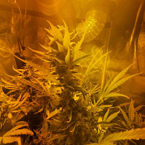 Mix de semillas Poison Seeds growlog timeline photo