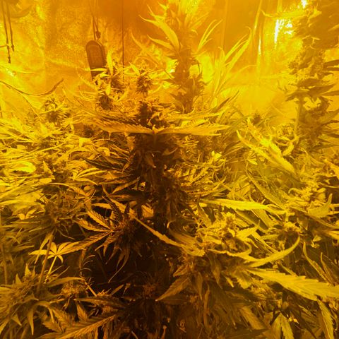 Mix de semillas Poison Seeds growlog timeline photo
