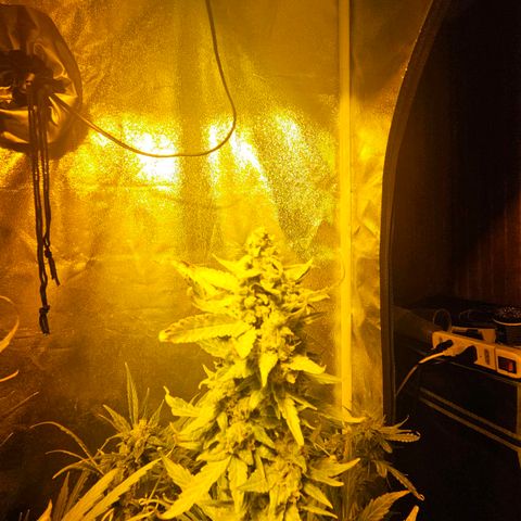 Mix de semillas Poison Seeds growlog timeline photo