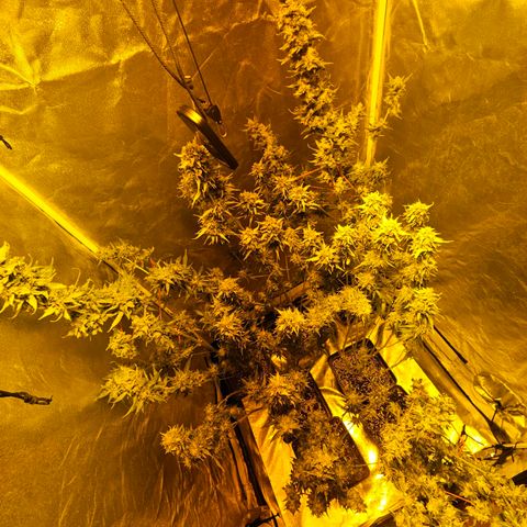 Mix de semillas Poison Seeds growlog timeline photo