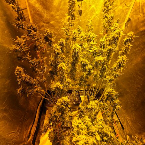Mix de semillas Poison Seeds growlog timeline photo