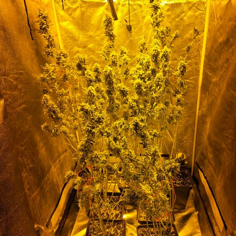 Mix de semillas Poison Seeds growlog timeline photo