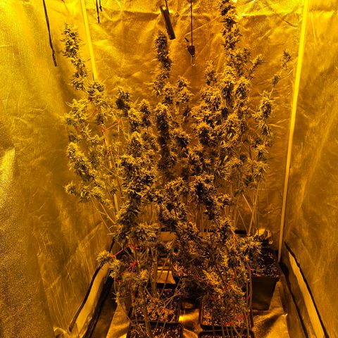 Mix de semillas Poison Seeds growlog timeline photo