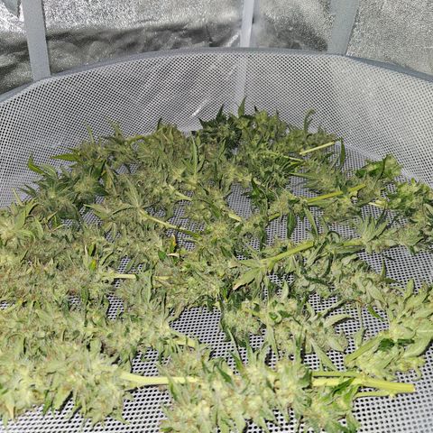 Mix de semillas Poison Seeds growlog timeline photo