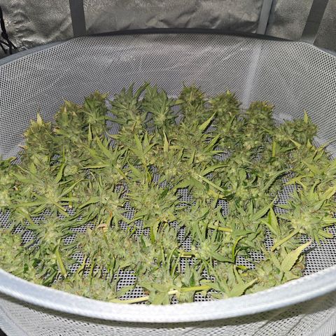 Mix de semillas Poison Seeds growlog timeline photo