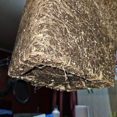 Mix de semillas Poison Seeds growlog timeline photo