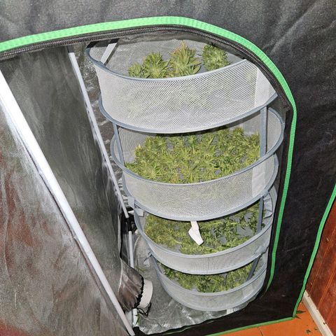 Mix de semillas Poison Seeds growlog timeline photo
