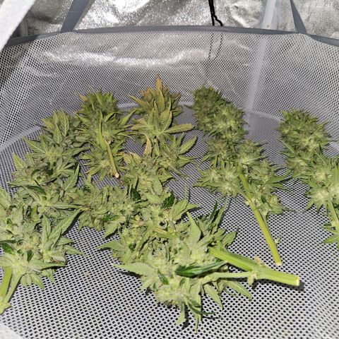 Mix de semillas Poison Seeds growlog timeline photo