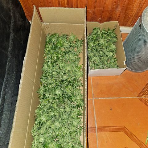 Mix de semillas Poison Seeds growlog timeline photo