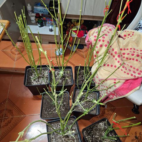 Mix de semillas Poison Seeds growlog timeline photo