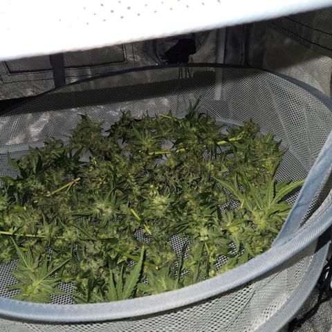 Mix de semillas Poison Seeds growlog timeline photo