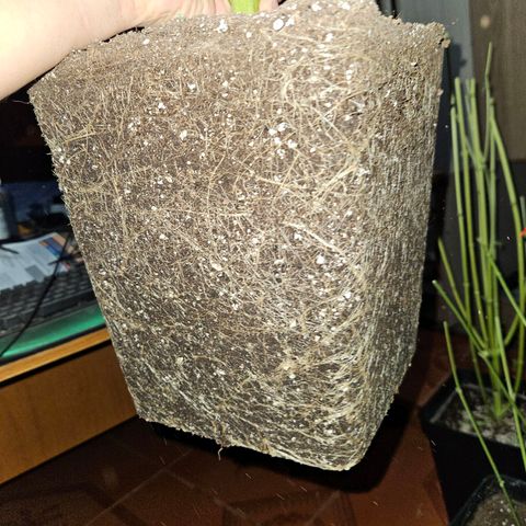 Mix de semillas Poison Seeds growlog timeline photo