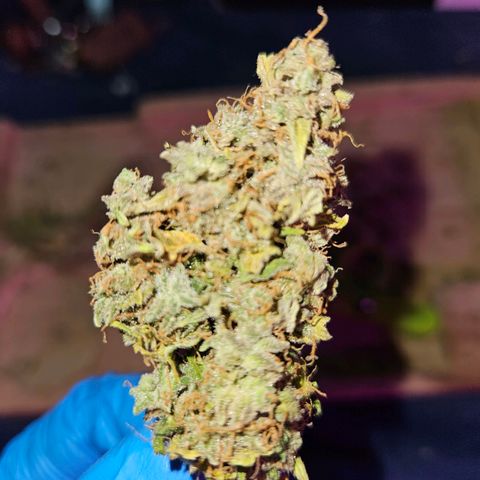 Mix de semillas Poison Seeds growlog photo: Comienza el curado