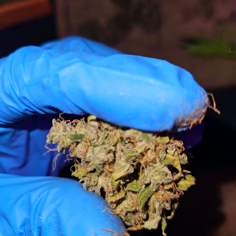 Mix de semillas Poison Seeds growlog photo: Comienza el curado