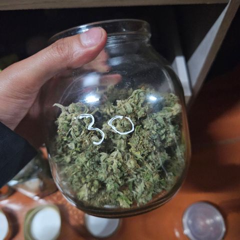 Mix de semillas Poison Seeds growlog timeline photo