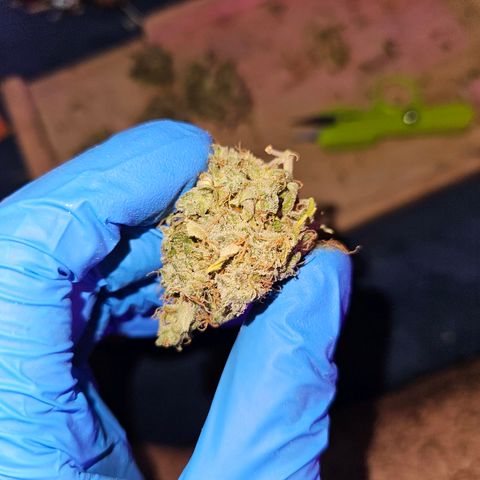 Mix de semillas Poison Seeds growlog photo: Comienza el curado