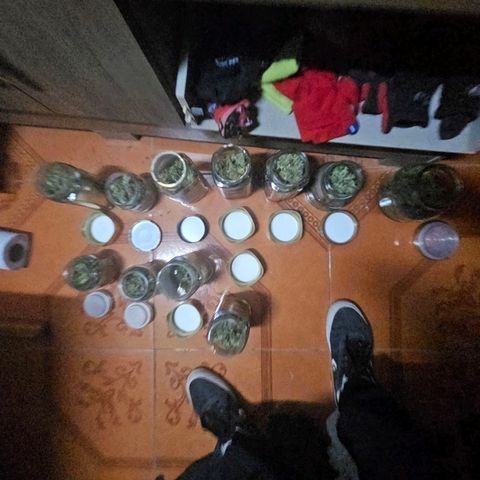 Mix de semillas Poison Seeds growlog timeline photo