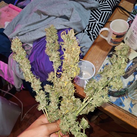 Mix de semillas Poison Seeds growlog photo: Comienza el curado
