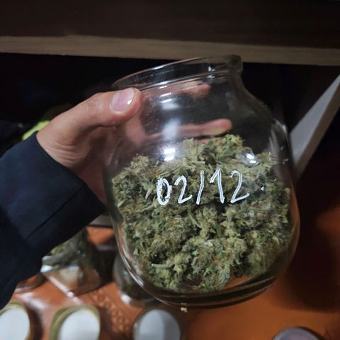 Mix de semillas Poison Seeds growlog timeline photo