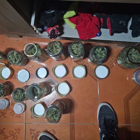 Mix de semillas Poison Seeds growlog timeline photo