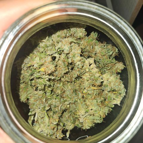 Mix de semillas Poison Seeds growlog photo: Comienza el curado