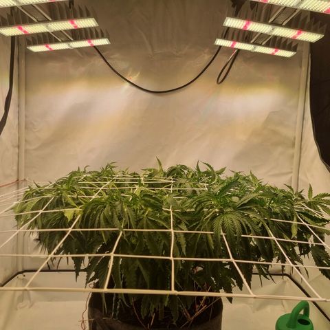 runtz growlog timeline photo