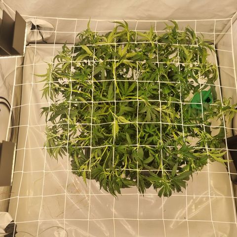 runtz growlog timeline photo