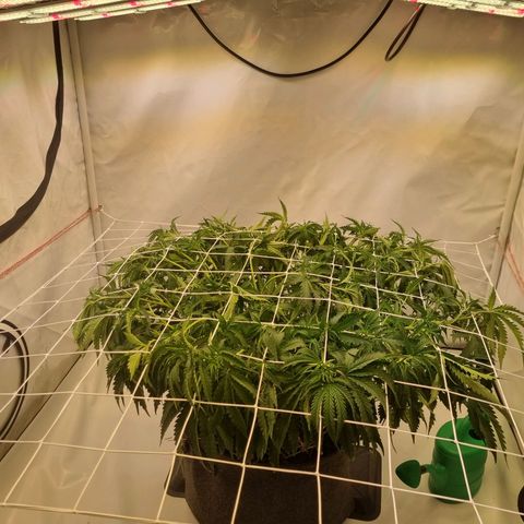 runtz growlog timeline photo