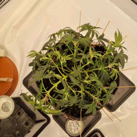 runtz growlog timeline photo