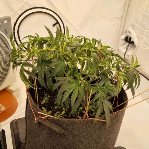 runtz growlog timeline photo