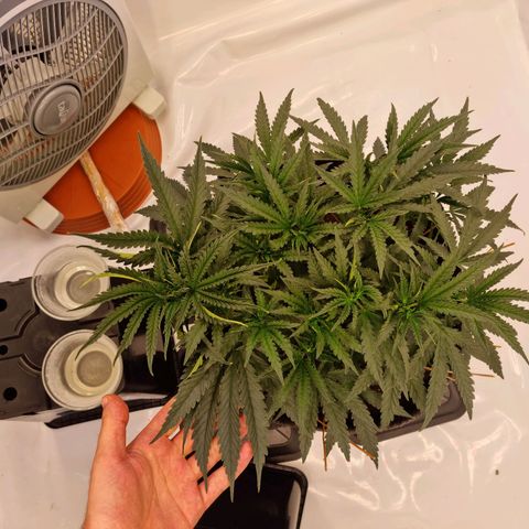 runtz growlog timeline photo