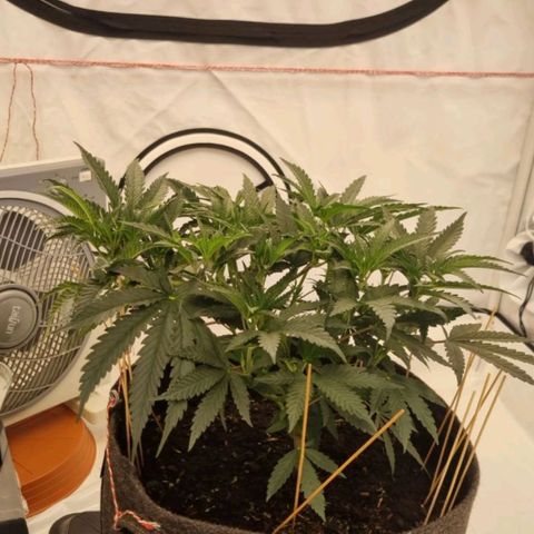 runtz growlog timeline photo