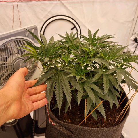 runtz growlog timeline photo