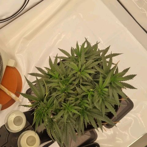 runtz growlog timeline photo