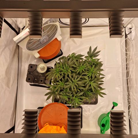 runtz growlog timeline photo