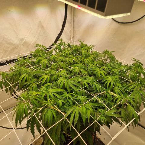 runtz growlog timeline photo