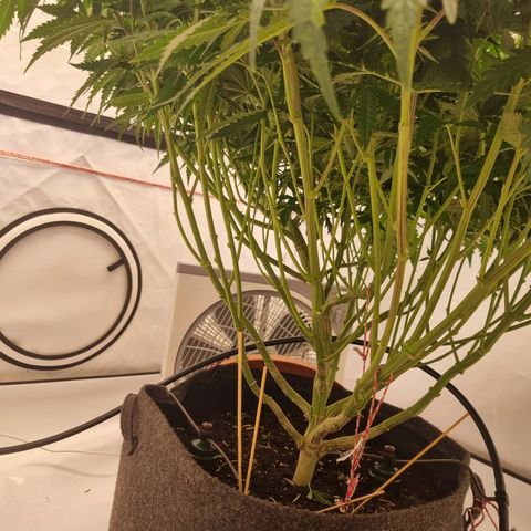 runtz growlog timeline photo