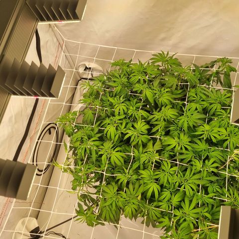 runtz growlog timeline photo