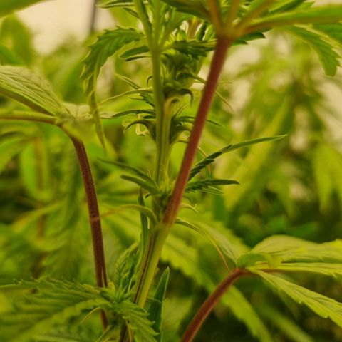 runtz growlog photo: 1. Blütewoche