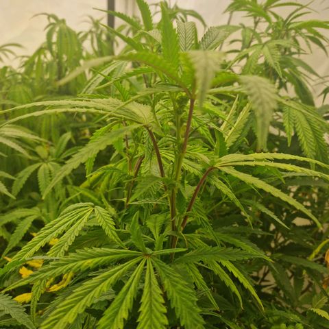runtz growlog photo: 1. Blütewoche