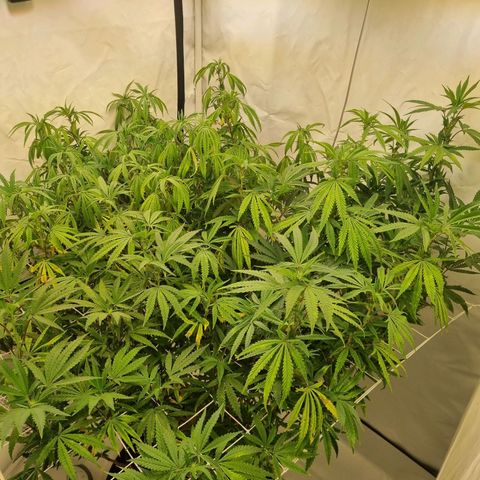 runtz growlog timeline photo
