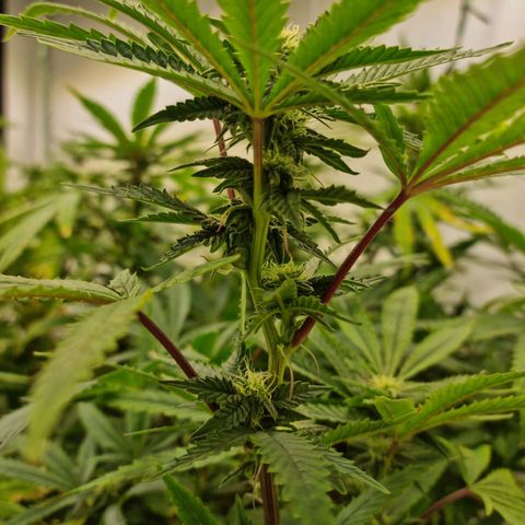 runtz growlog timeline photo